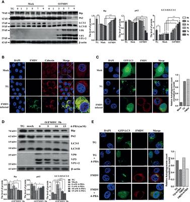 Sec62 Regulates Endoplasmic Reticulum Stress and Autophagy Balance to Affect Foot-and-Mouth Disease Virus Replication